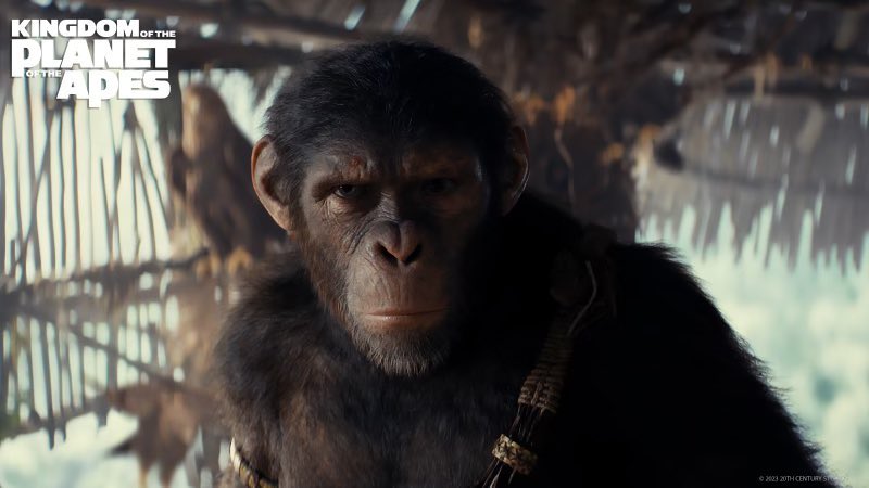 LOVED #KingdomOfThePlanetOfTheApes - a thrilling, moving and poignant entry that takes everything Reeves/Serkis and co did and builds on it organically and with panache and beauty. Feel issues: first act pacing, thematic muddles but all in all a worthy, brilliant follow-up.