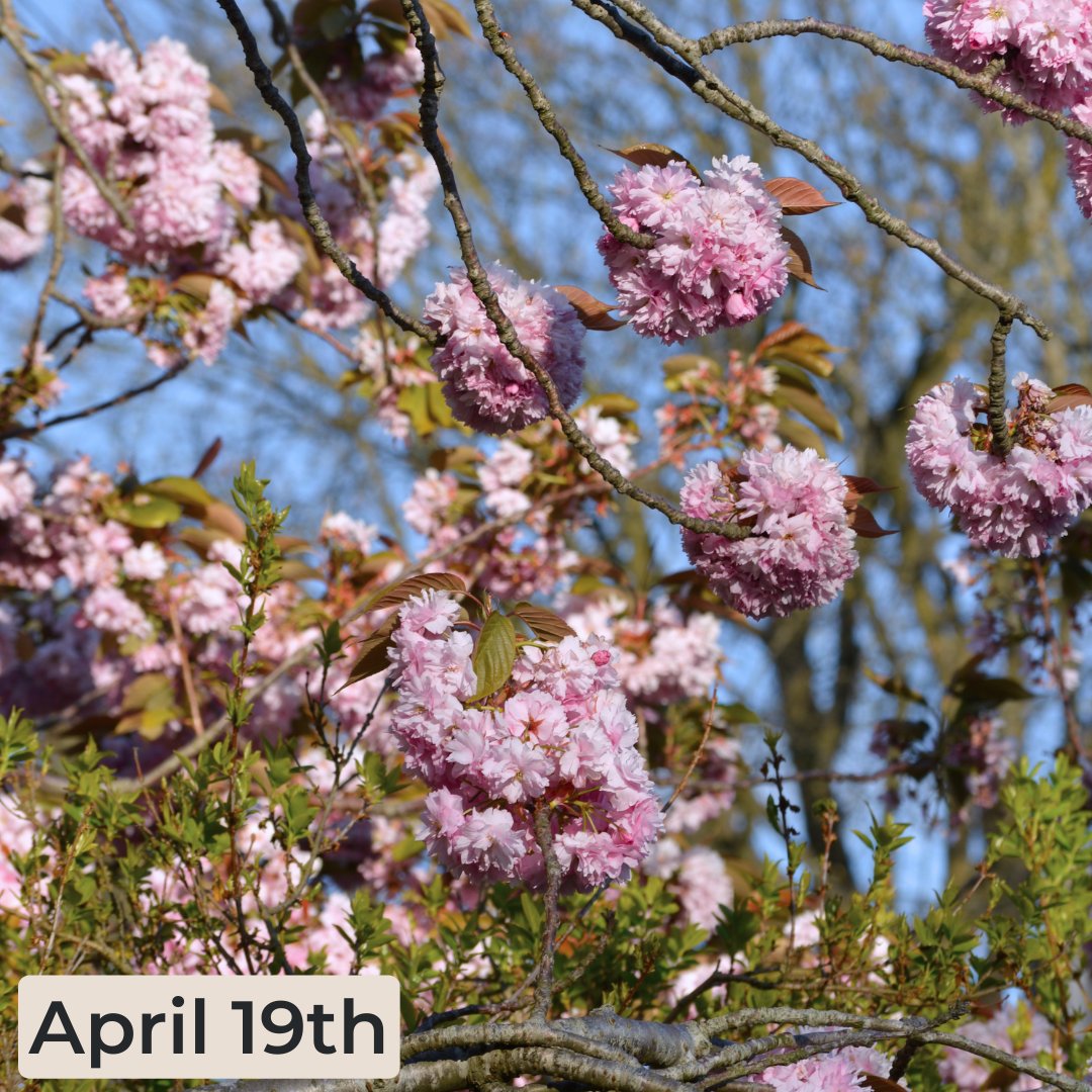 🌸 Spring is in full bloom! 🌸 Our Delivery Officer Louisa tracked blossom trees outside her house—buds to full bloom in just 2 weeks! Hone your photography skills and share records with GiGL. Need help identifying? Try apps like Seek by iNaturalist. 📸 #Spring #Nature