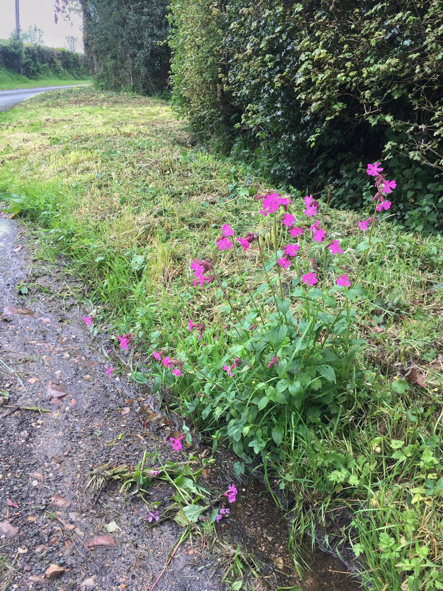 How come the Red Campion got the special treatment? Is it because it’s perceived as ‘pretty’? What a weird concept that is anyway. I’d argue that the Greater Stitchwort, Cow Parsley and all the other plants which grew here were just as worthy of saving.