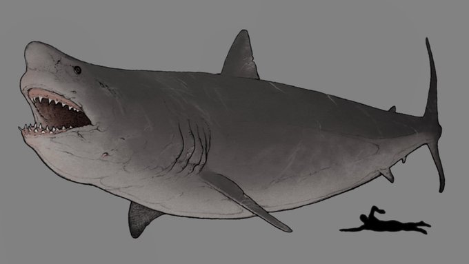 「no humans shark」 illustration images(Latest)