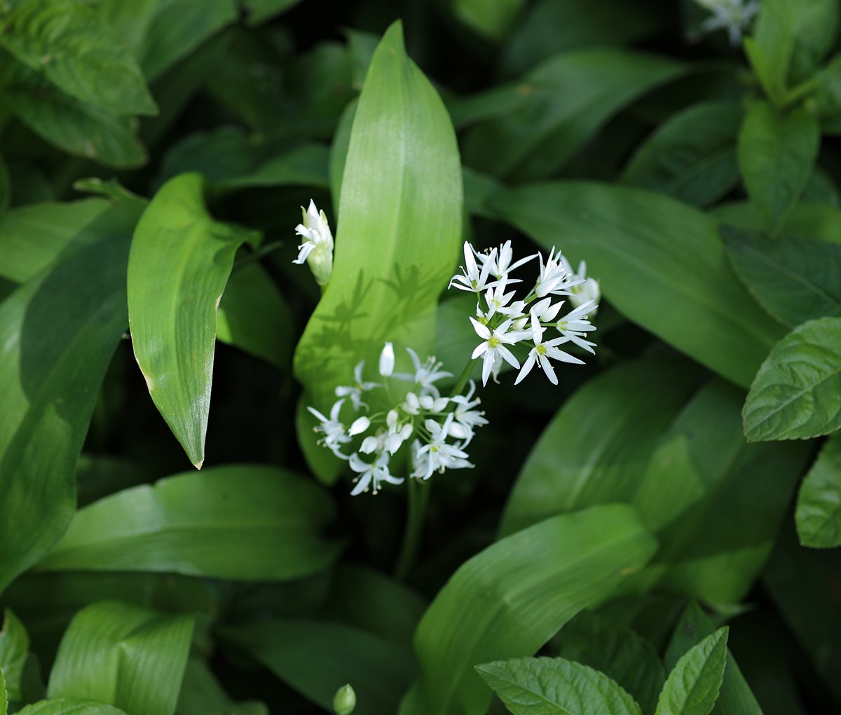 Our latest Limited Edition; see Wild Garlic in our gallery. We're open all weekend: Saturday - 10 to 4 Sunday - 2 to 4 Bank holiday Monday - 10 to 4