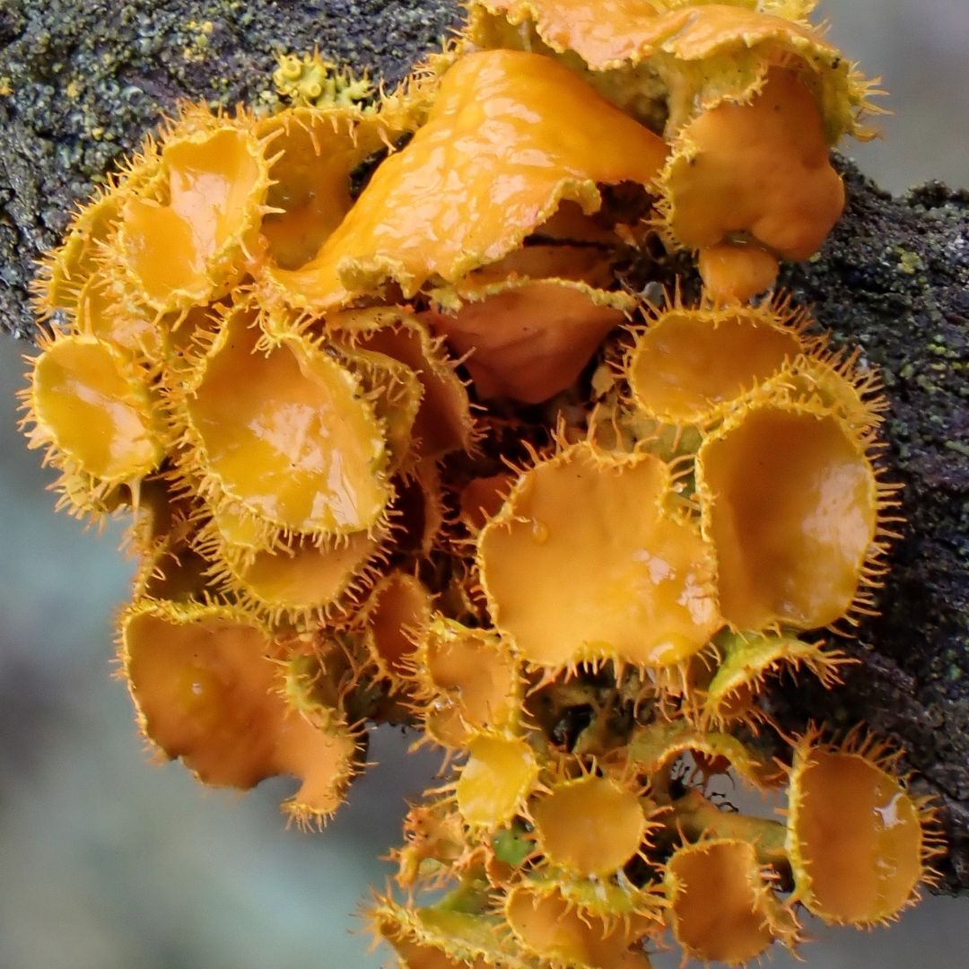 Bond, James Bond. 🕵️ Wait, this is the wrong Golden Eye... though we're sure Mr. Bond is a fun-gi! The Golden-eye (Teloschistes chrysophthalmus) is a lichen that is a composite organism formed from a fungus and an algae. 💞 📸 | cinclosoma #FungiFriday @atlaslivingaust