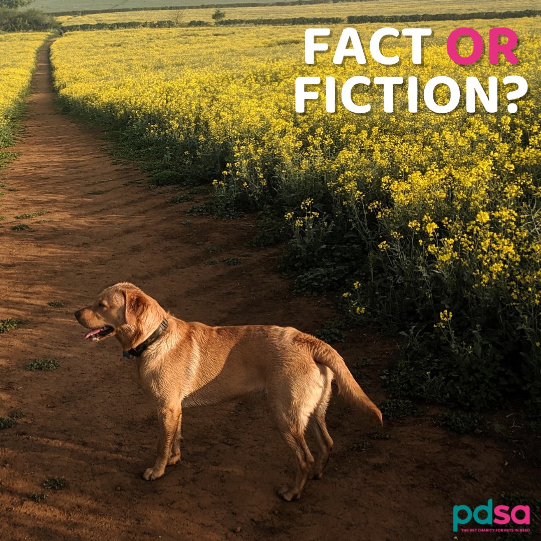 Extreme reactions, like burns, in #Dogs from walking in #Rapeseed are rare. The vast majority of dogs will not suffer ill effects but we don't advise allowing your pet to eat the plant. Please seek advice from your vet if your pet is experiencing any unusual symptoms 🐕