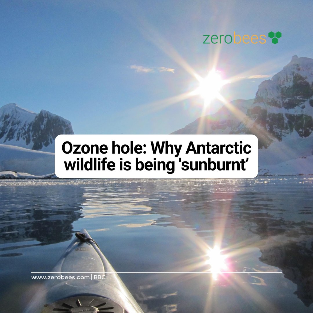 Antarctic wildlife faces increased exposure to the Sun's harmful rays due to a lingering hole in the ozone layer. Scientists reveal that this hole, initially discovered in 1985.

bbc.co.uk/news/science-e…

#AntarcticWildlife #OzoneLayer #ClimateChange #Zerobees
