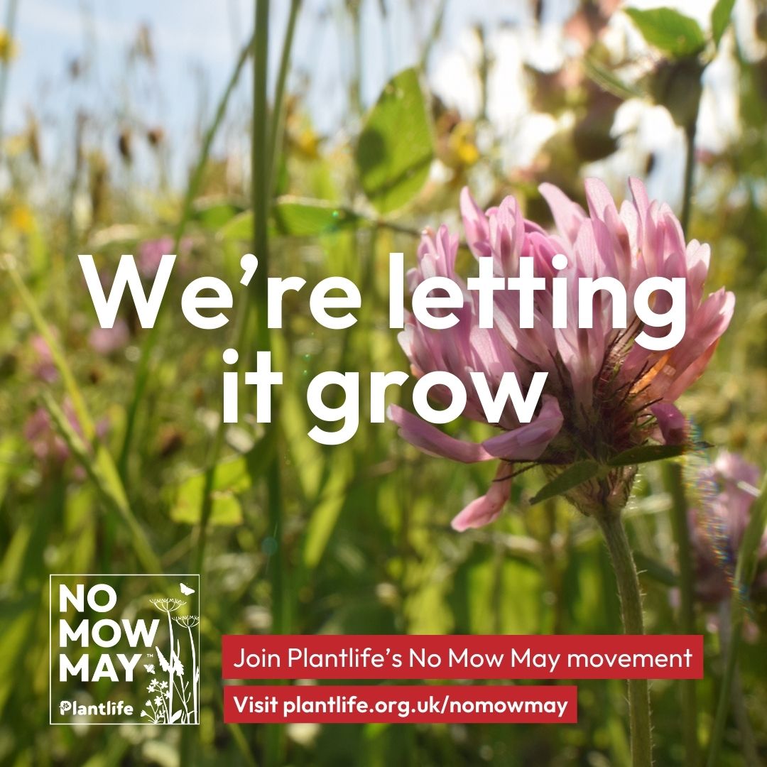 #NoMowMay calls on green space managers to make a meaningful change for nature. 🦋🪲 Mowing less is one of the key actions council can take to protect biodiversity in the #CouncilClimateScorecards 📊🌳 Take the pledge and receive council-specific guidance: survey123.arcgis.com/share/7d2df327…