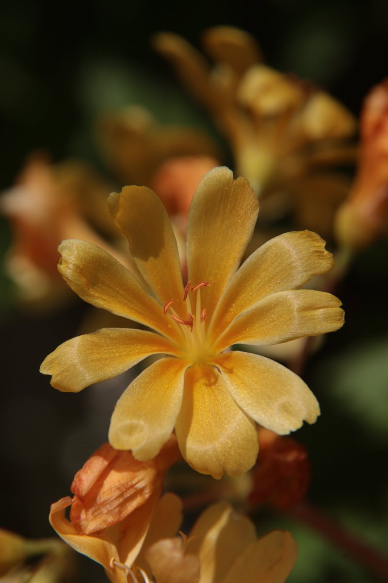 Lewisia 😃 #Photography #Flowers