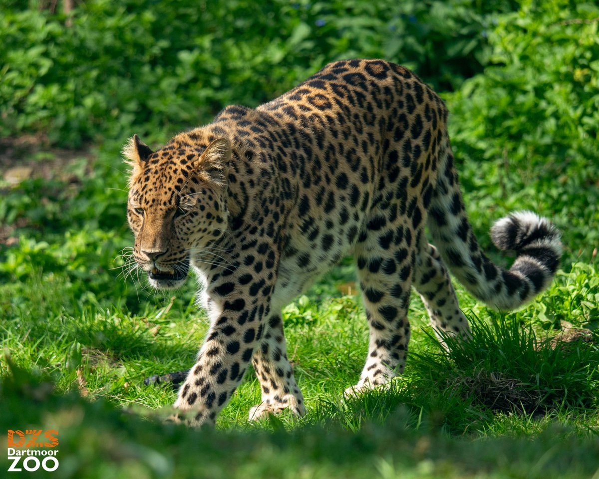 Today is #InternationalLeopardDay! 🐆 Let's celebrate our stunning Amur Leopard, Freddo! 🐾 With less than 100 remaining in the wild due to threats such as habitat loss and human-wildlife conflict, Amur Leopards are considered the rarest cats in the world 🌍 #DartmoorZoo