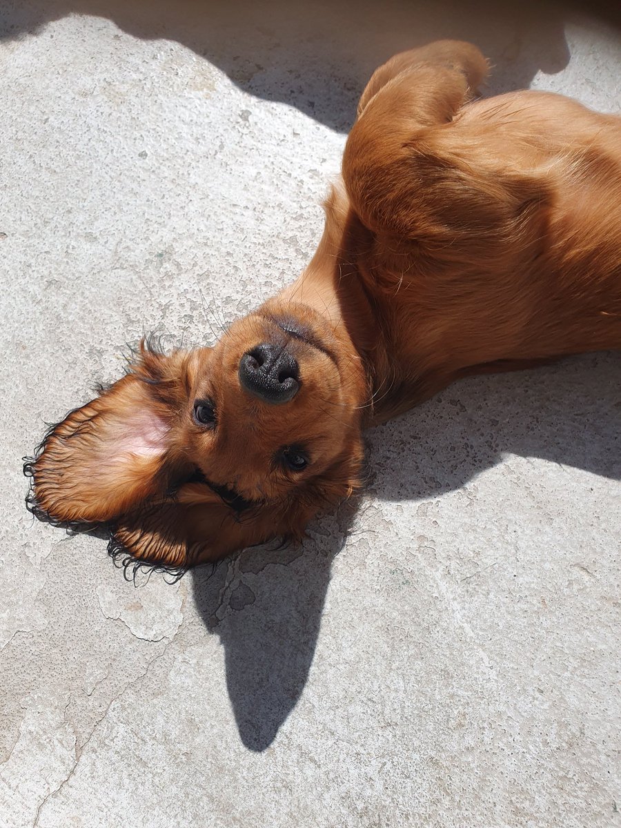 Skitunge i solen. ♥️