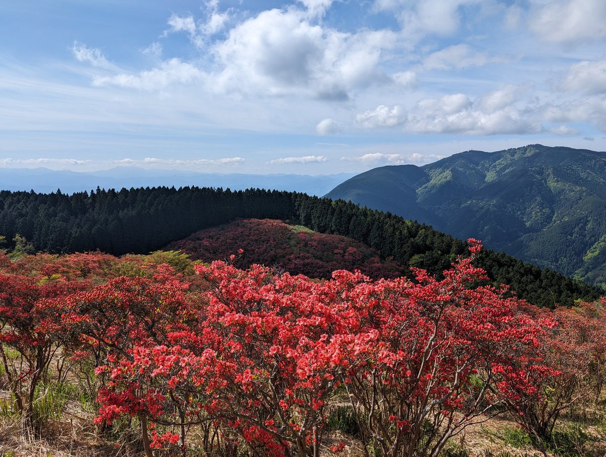 giantwoods2's tweet photo. ちょっと早かったかな？でも、まあ綺麗でした。見頃は5/5頃かな？
#葛城山  #ツツジ https://t.co/cl5GU8nzbH
