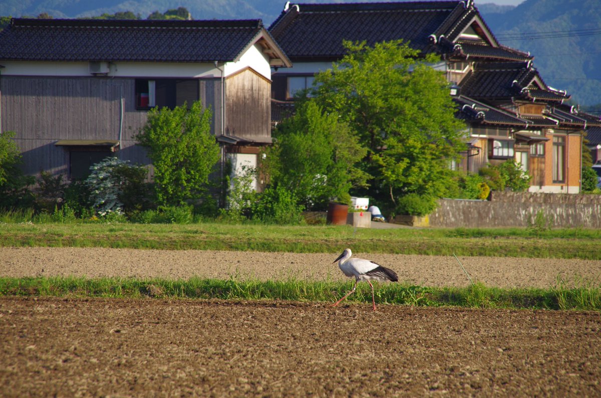 コウノトリ追跡隊