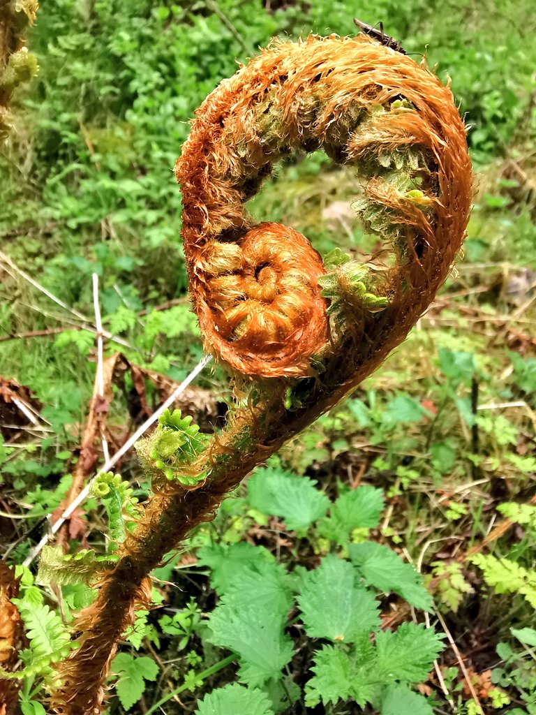 Wow those colours! That shape! 🤯 #mindfulnature #noticethelittlethings #everyoneneedsnature #naturewellbeing