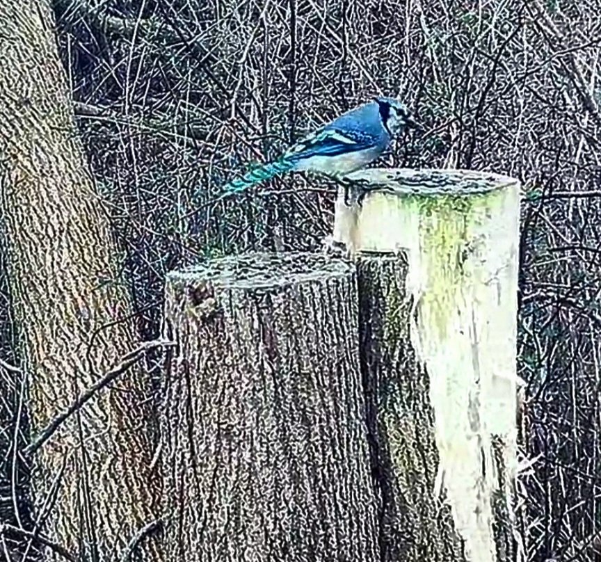 #pictureoftheday #picoftheday #photooftheday #picture #pic #photo #naturephotography #amateurphotography #nofilterphotography #myphotography #nature #naturelovers #bluejays #bluejaysofinstagram #bird #birds #birdsofinstagram  #mothernature #taylorcreektrails #likeforlike