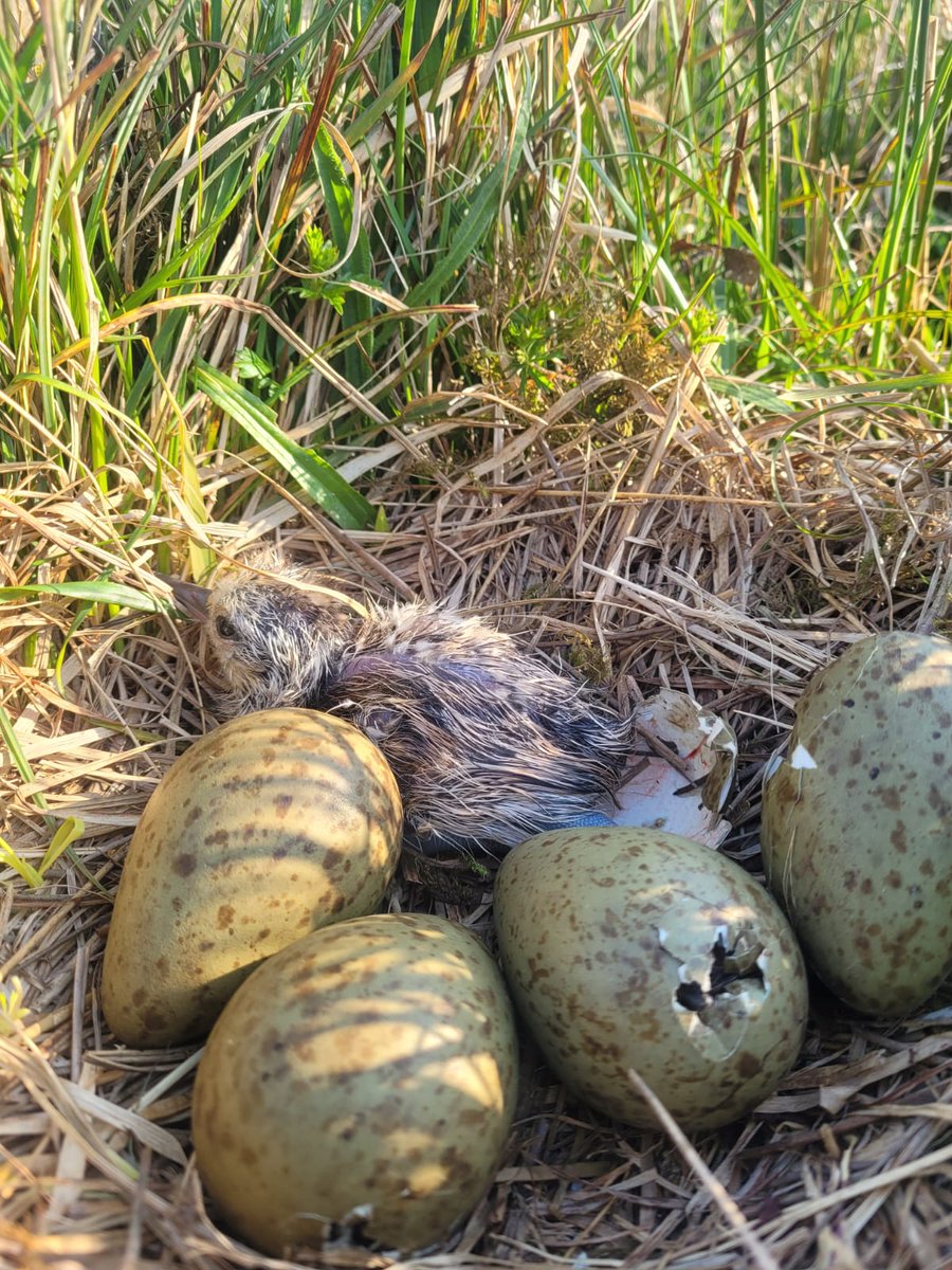 Hello world! A little #Curlew hatchling just fresh out of the egg this morning, at our @RSPBNI Lower Lough Erne Islands nature reserve project area. 🐣 All our fingers are crossed for it as it starts those precarious 5 weeks on the ground until it can fly. 🫰 📷 Amy Burns, RSPBNI
