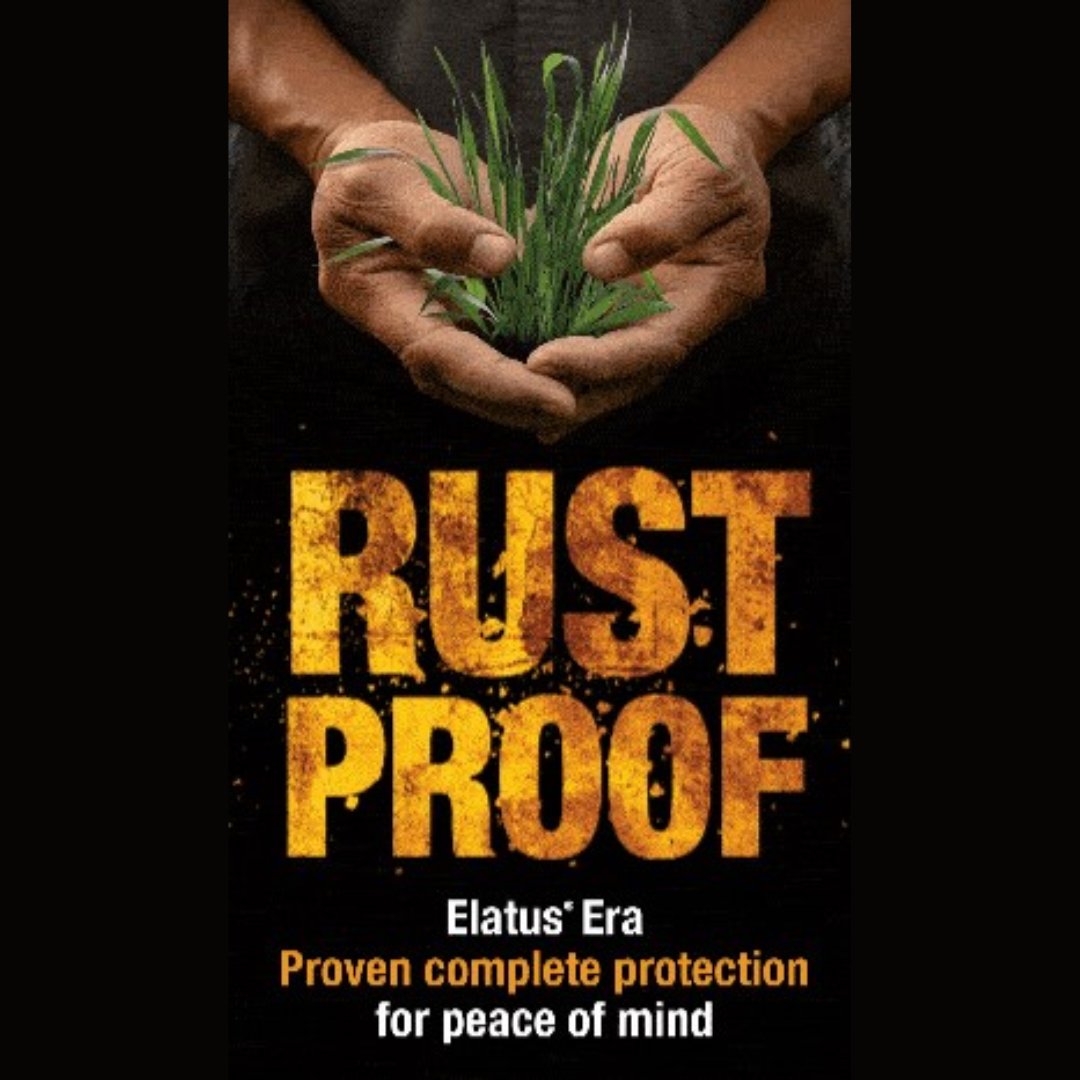 Whether it is Yellow Rust on wheat, Brown Rust on barley, Crown Rust on oats or even Bean Rust on field beans – Elatus Era is the answer🌱

Complete protection and peace of mind👌👏

#ElatusEra #CropProtection #TillageFarming #Farm365