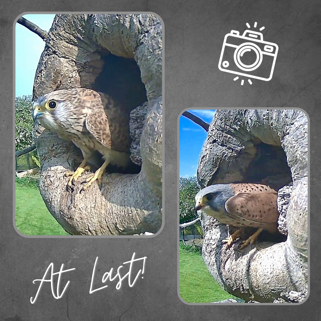 😀 Talk about that Friday feeling! There is a pair!!! 🎉😀🎉 Have a great long bank holiday weekend everyone! #kestrel #birdsofprey #nestcam #wildlife #nature #laurelswood @GreenFeathersUK