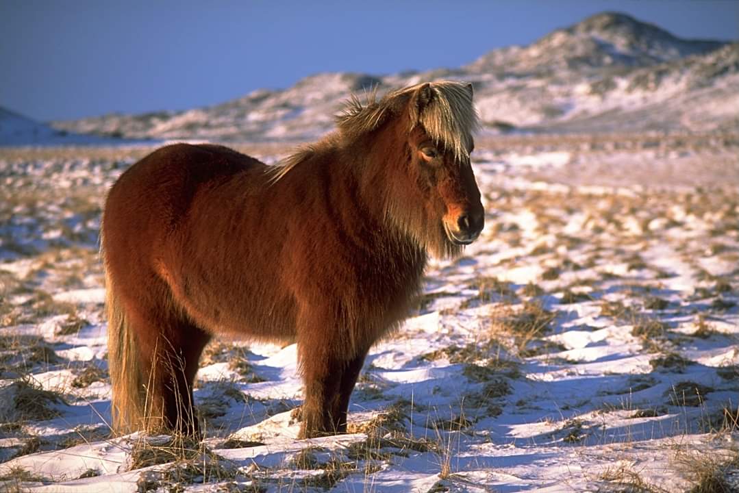 The Icelandic horse, known as “íslenski hesturinn” in Icelandic, is a unique breed of horse that originated in Iceland. Despite their small size, which can sometimes be pony-sized, they are referred to as horses. These horses are known for their longevity and hardiness.

The…