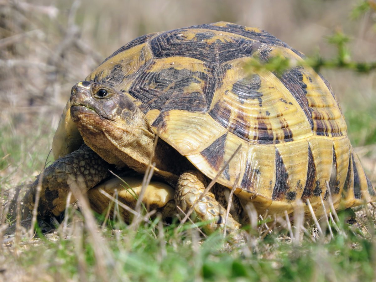 🐢 La tortuga mora (Testudo graeca) está catalogada como vulnerable según la @IUCN. Actualmente sólo existen dos poblaciones en tres localizaciones de la Península Ibérica y una de ellas es #Doñana.

#ICTNews #ICTSDoñana #LaboratorioVivo