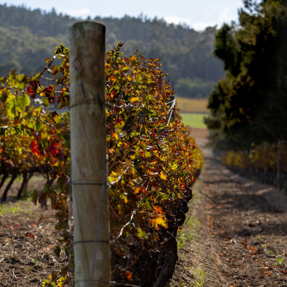 Just as summer celebrates the fertile greenery of the vineyard and foliage, the autumn months herald the arrival of deep reds, yellow hues and golden-like leaves.