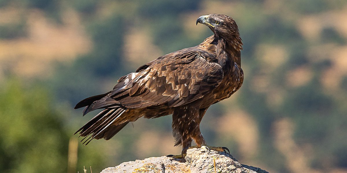 💫 Exciting new initiative in our #BiodiversityManifesto! 

🦅 The Aequilibrium Project brings #hunters and #conservationists together to protect the Mediterranean #GoldenEagle. 

📯 Hunters play a crucial role in wildlife conservation – and it's time policymakers acknowledge…