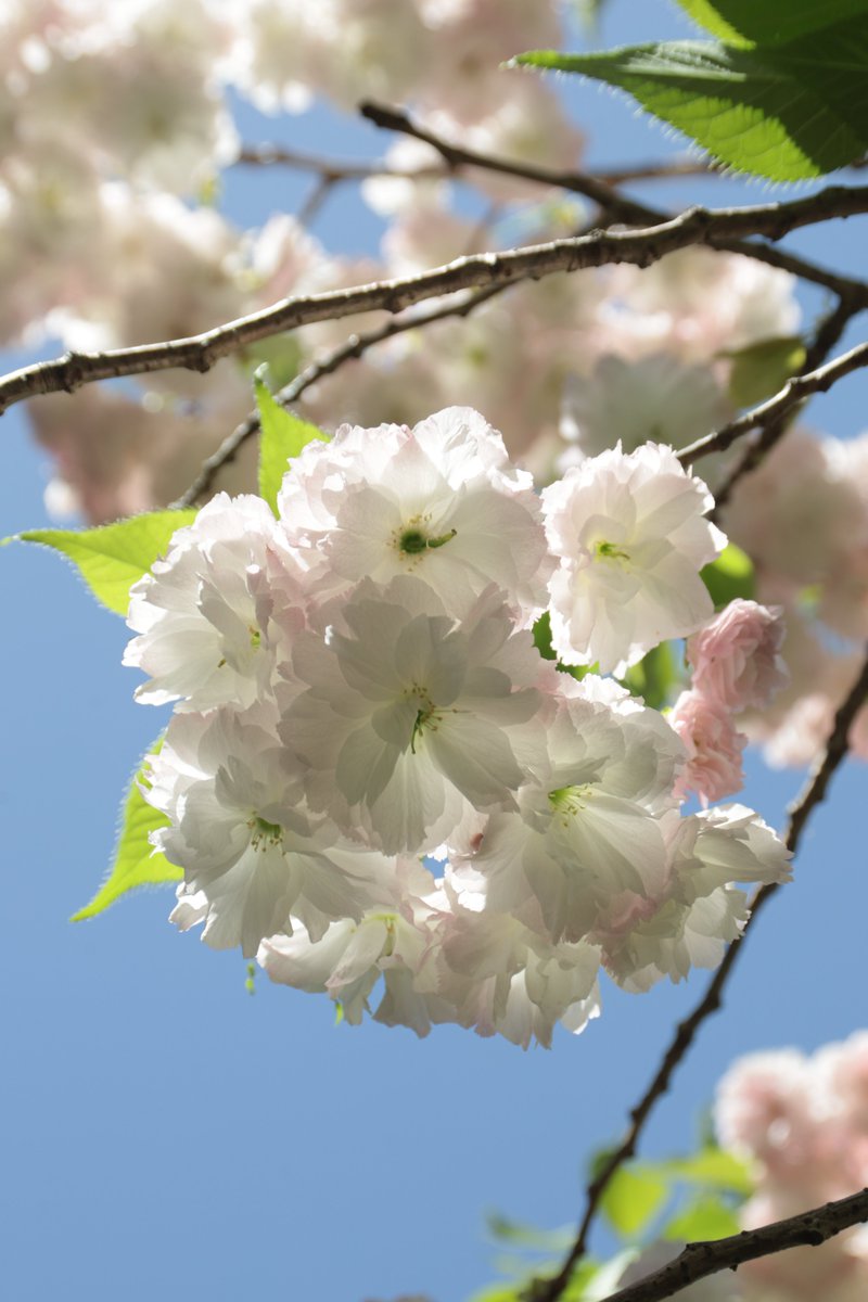 Double cherry blossoms 😁 #Photography #Flowers