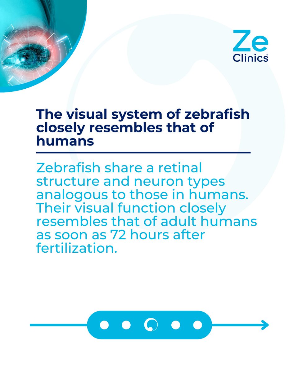 Zebrafish offer a visual system remarkably similar to humans'. Their retinal structure and neuron types mirror those of humans, with visual function akin to adult humans just 72 hours post-fertilization. #Zebrafish #VisionResearch