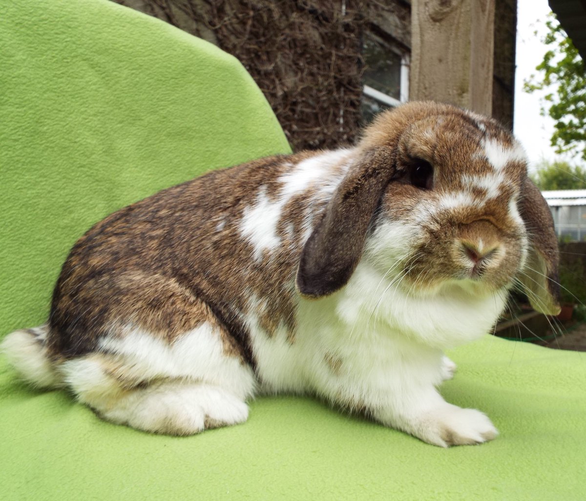 This is Daisy Duke who's new in, a lop female who was found in Blackburn and handed into a vet surgery, she's very lively, mischievous and may be trouble!🙂 She will need a new home once she's had her vaccine & neuter op 🐇 #rabbits #bunnies #FridayVibes #adoptdontshop