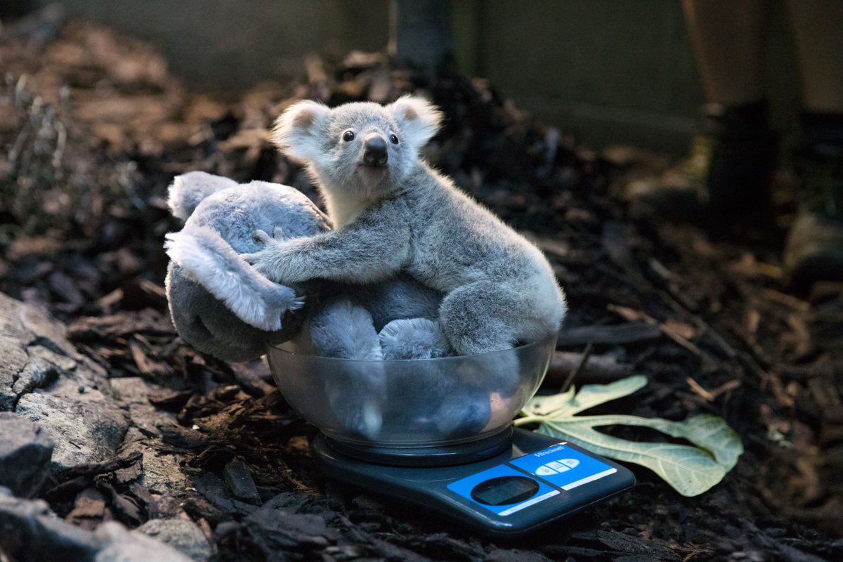 Happy #KoalaDay!🐨

Whether it means making the trip to Scotland or Wiltshire (or Australia!) seeing a koala is pretty magical 😊🇦🇺

📷 James Dennis @Longleat
Siân Addion @EdinburghZoo