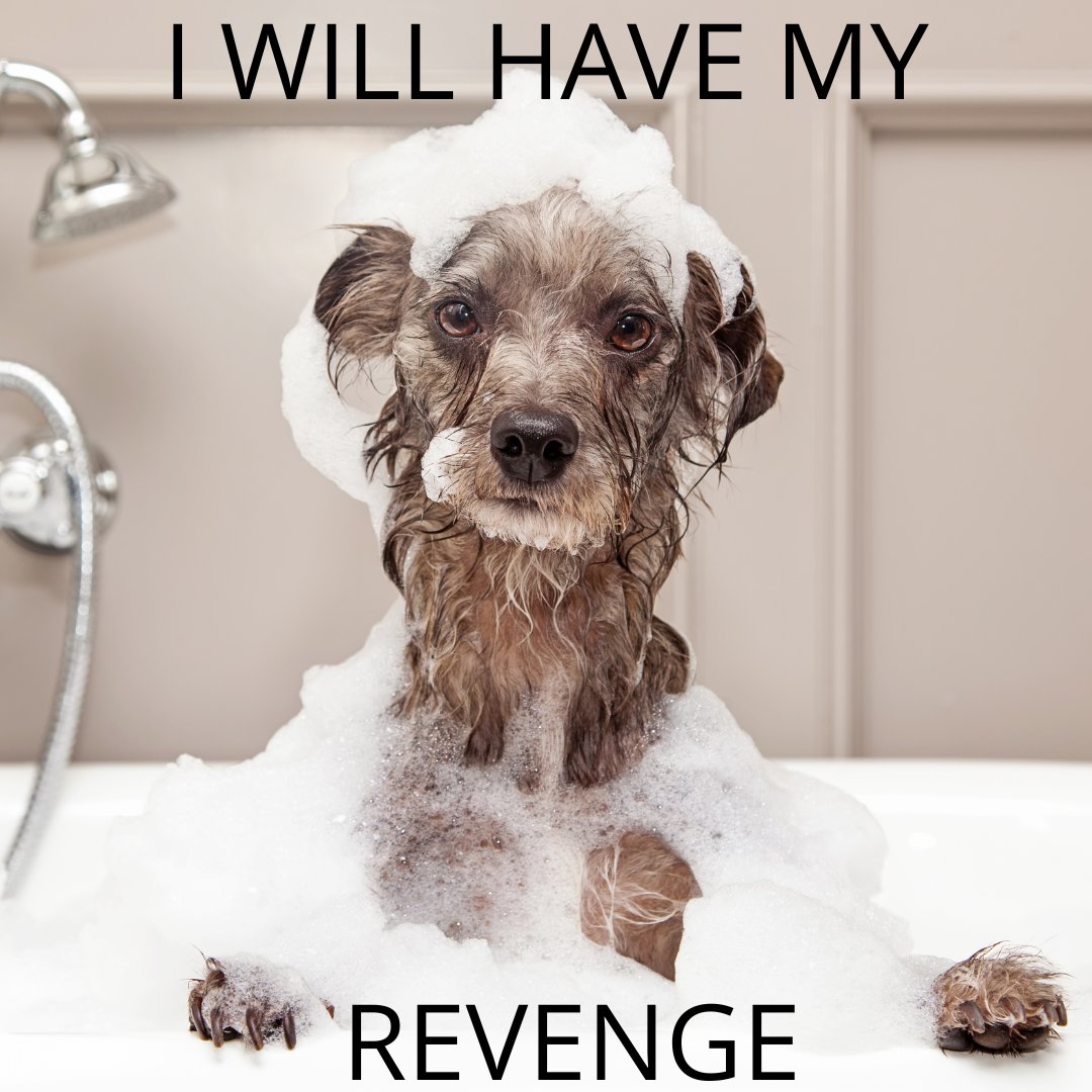 Revenge is on the way 😂

#Dogexpress #Celebratingdoglove #Doglovers #Dogowners #lovemydog #doglove #doglife🐾 #dogbath #dogmeme #cuterevenge #unconditionallove #purelove #dogpicture #petstagram #dogstagram #dogsofinstagram