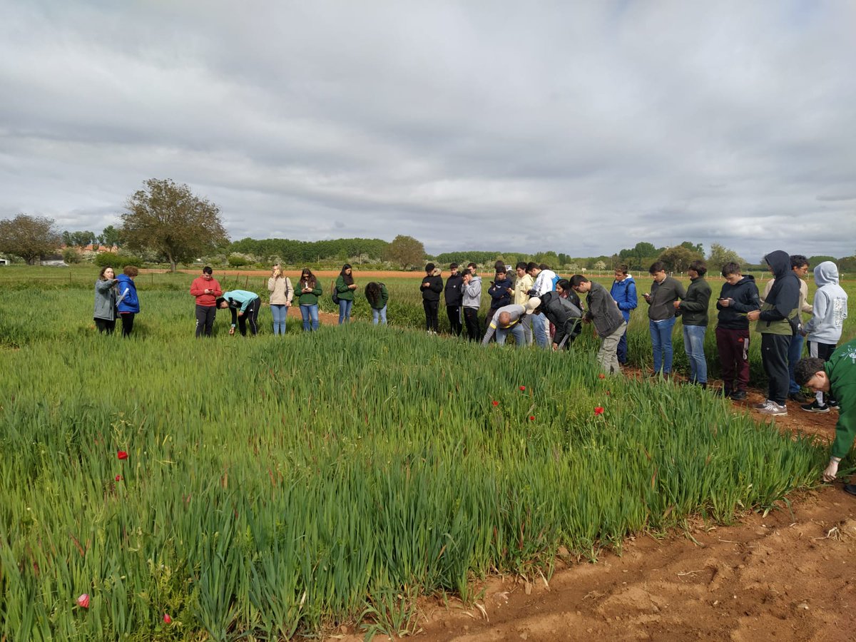 🚜 Jornada práctica de campo para los estudiantes de 2º de Ingeniería Agrícola de @fcaa_usal en nuestra Finca #Muñovela, conociendo de primera mano los ensayos en desarrollo en las parcelas experimentales 🧫🌱👇