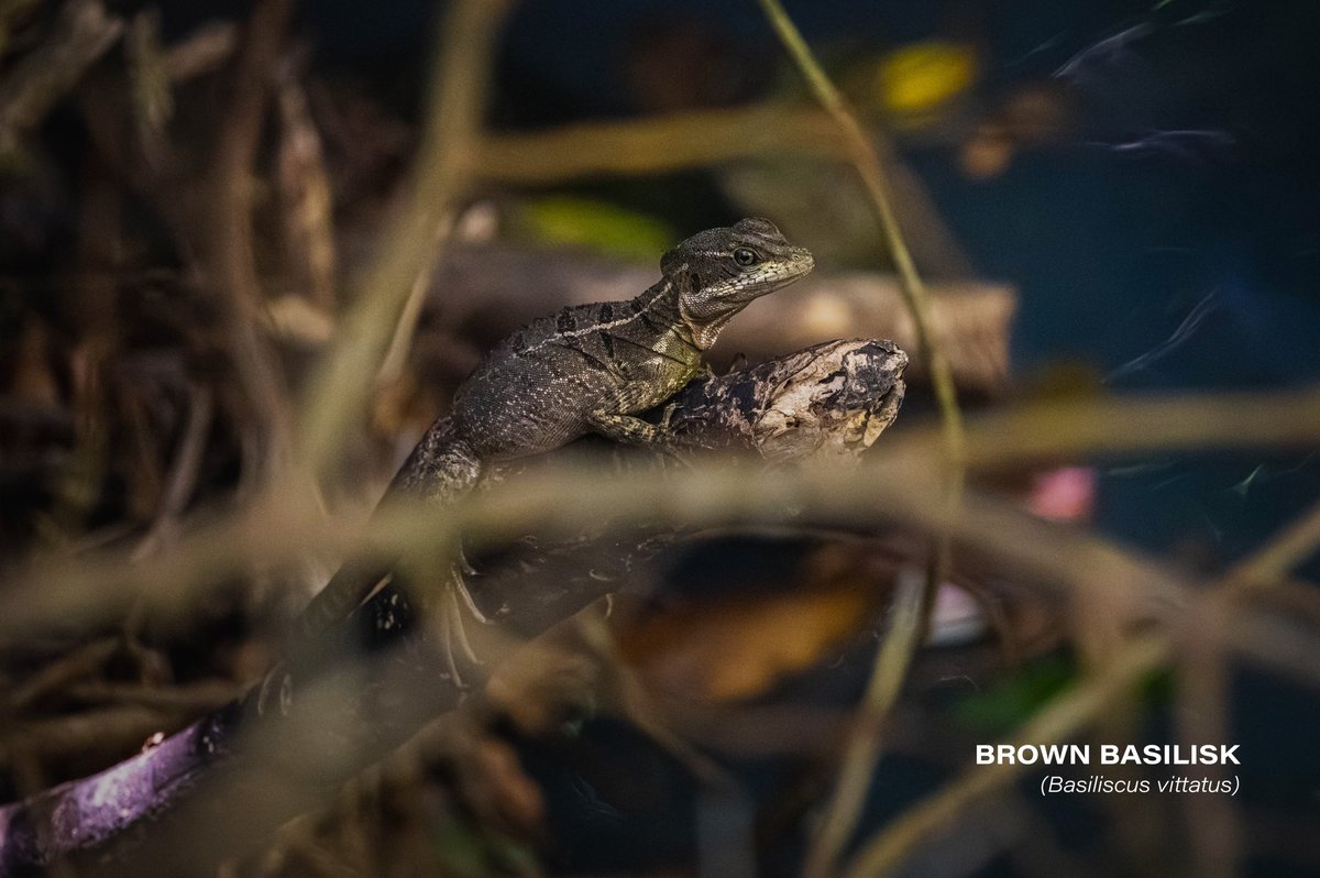 Brown basilisk (Basiliscus vittatus)

#reptile #river #animal #animals #nature #naturelovers #photography #photo #Nikon #Nikon100 #ShotOnLexar #CreateNoMatterWhat #YourShotPhotographer #photooftheday #picoftheday #nikoncreators #landscape #CostaRica