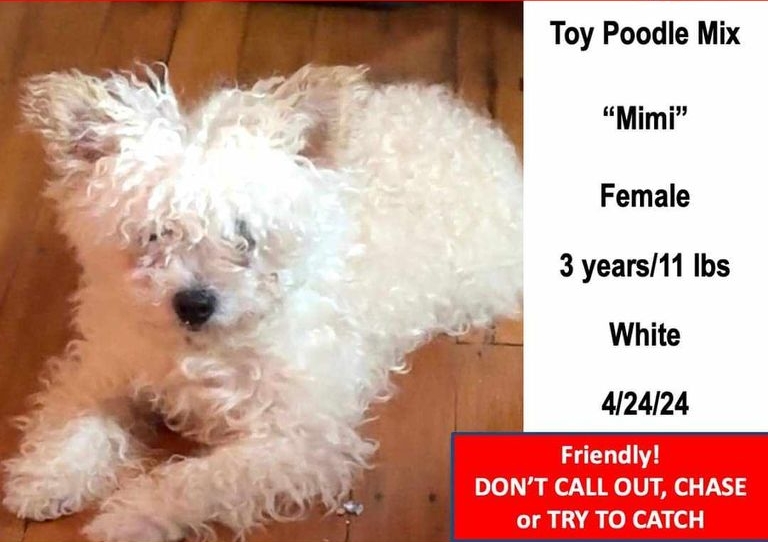 MISSING DOG:

'Mimi' is missing from the Ashley Blvd./Brooklawn Street area of #NewBedford. Check your cameras, sheds, under decks, garages, etc.

Know someone who recently got a new pup resembling 'Mimi'? You may not know that she has a family looking for her. 774-357-9592.'