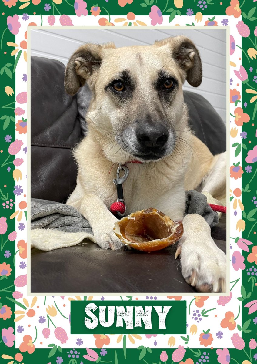 Cheeky boy Sunny would like you to retweet him so the people who are searching for their perfect match might just find him 💚🙏 oakwooddogrescue.co.uk/meetthedogs.ht… 
#teamzay #dogsoftwitter #rescue #rehomehour #adoptdontshop #k9hour #rescuedog #adoptable #dog
