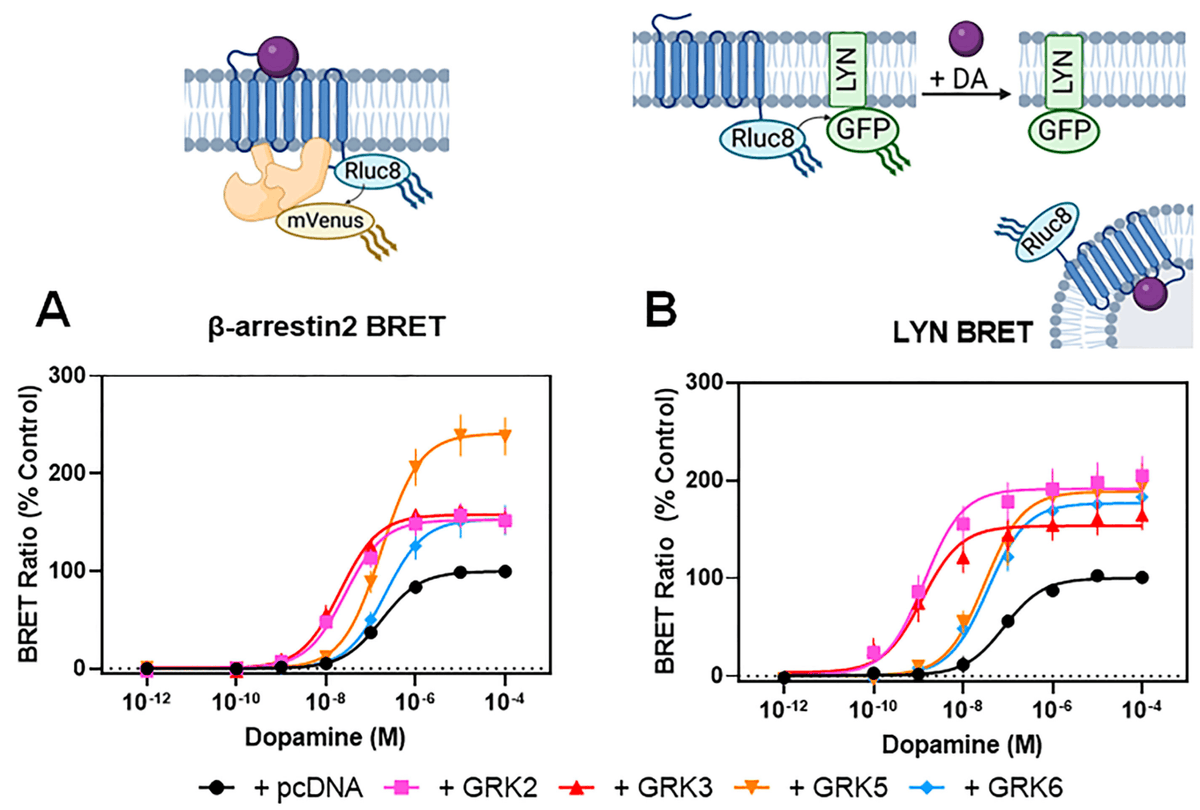 #HighlyAccessedPaper Read now ➡️ 'G Protein-Coupled Receptor Kinase 2 Selectively Enhances β-Arrestin Recruitment to the D2 Dopamine Receptor through Mechanisms That Are Independent of Receptor Phosphorylation' by David R. Sibley, et al. 👉 brnw.ch/21wJqZ7