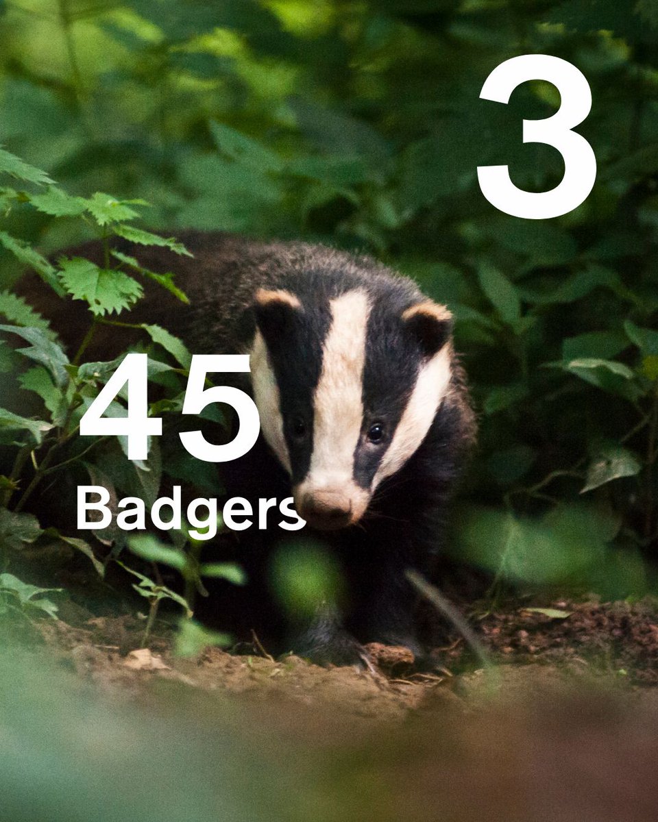 The results of the Big Mammal Challenge are in! 473 records were made in National Mammal Week, with red foxes and European rabbits being the most common species. buff.ly/3Ugl32w Photo credits: Helen Mathias, Padraig Kavanagh, Kevin Pigney, Luke Millward #wildlife