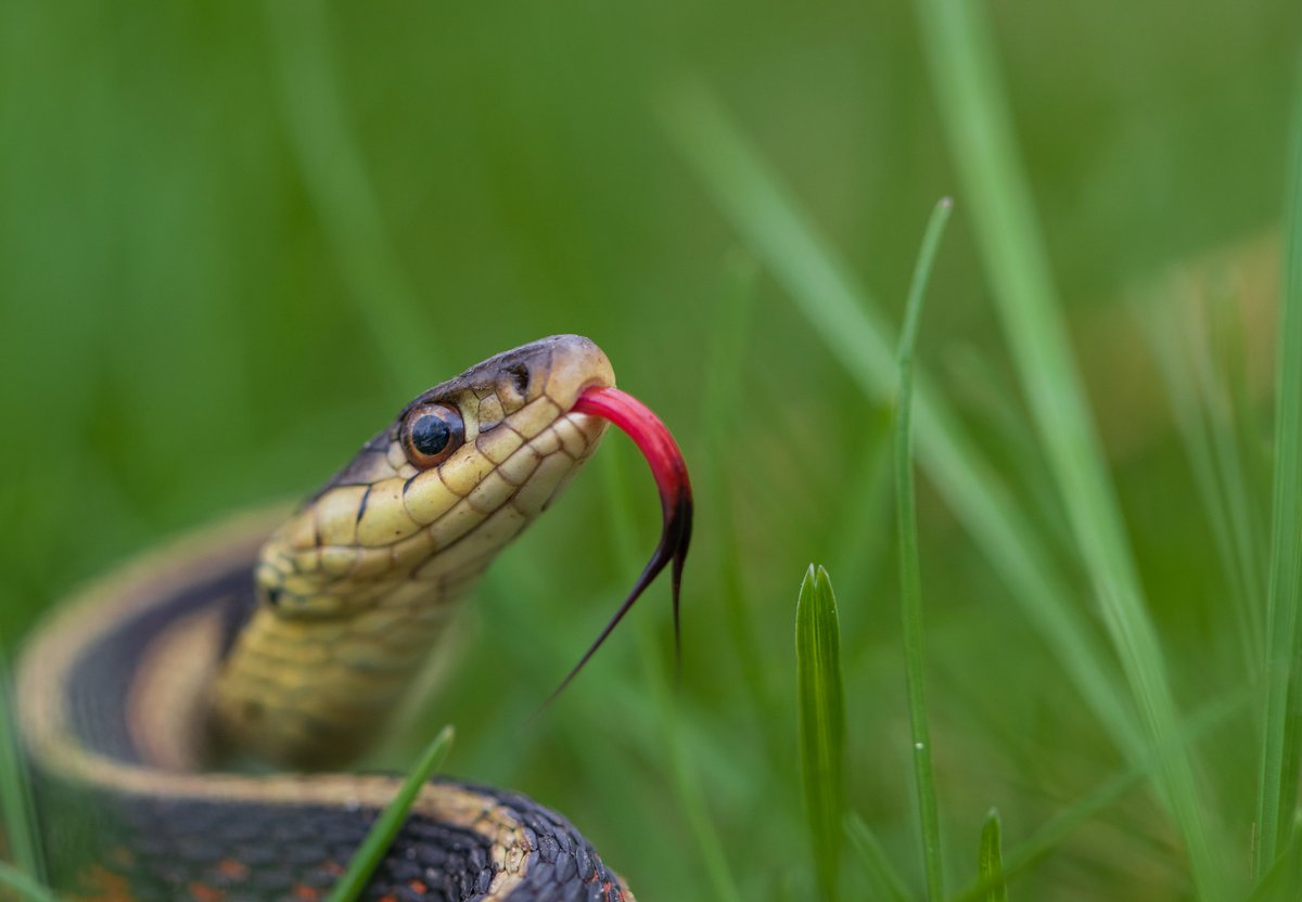 Have you seen any snakes lately? Common garter snakes are widespread across much of the country. While these snakes are harmless to humans, they have a mild venom that may be toxic to small prey animals. 📷 courtesy of Mike Budd