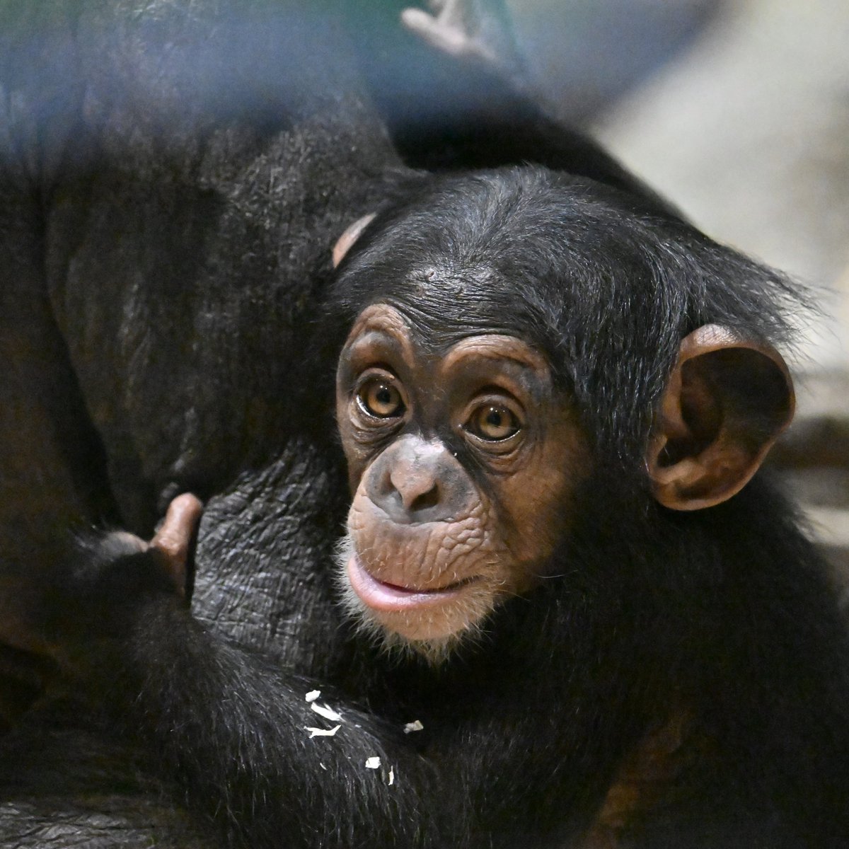 何を見詰めているの？
今宵はこの曲で 野生動物の明日を思いながら お休みなさい💤
'TOMORROW'
by 岡本真夜
youtube.com/watch?v=IxN5s8…
#チンパンジー #chimpanzee #ズーラシア #ZOORASIA
