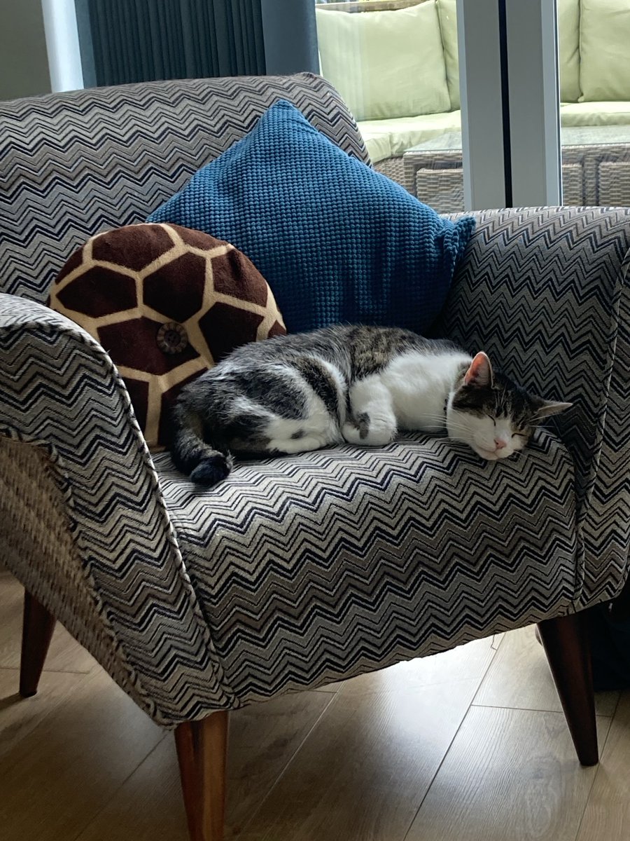 Well, Merlin has got that #FridayFeeling 🤣 #sleepy #cats #tabbies