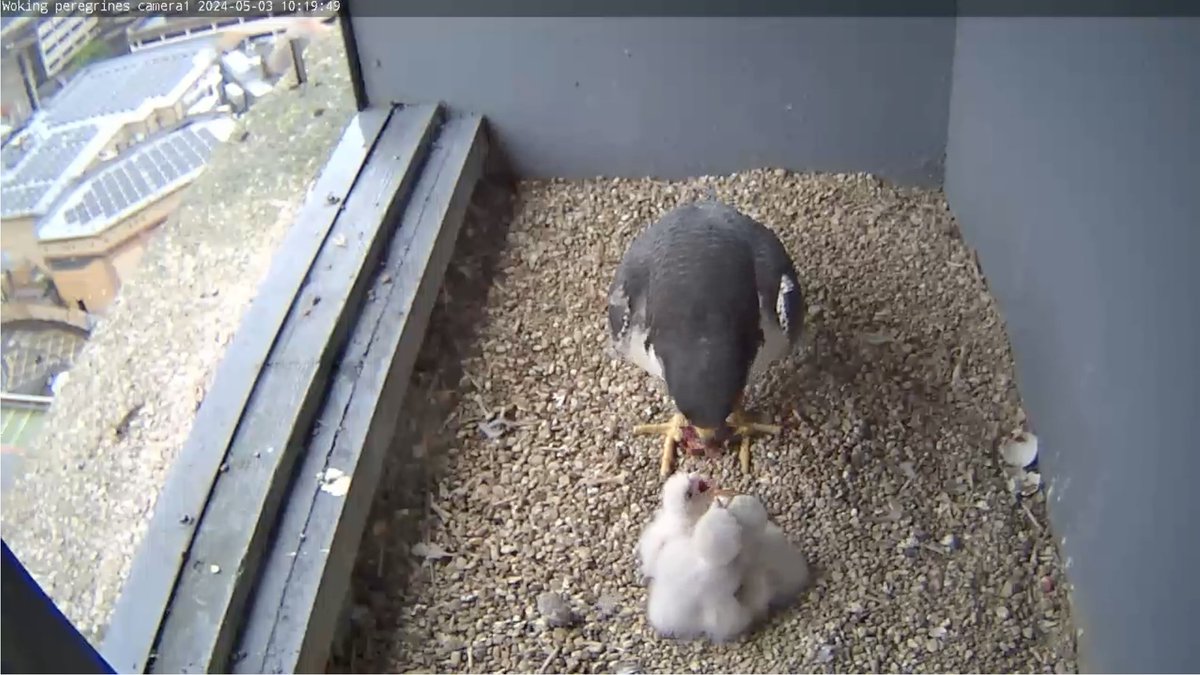 All 3 feeding well, although the 4th egg has yet to hatch...