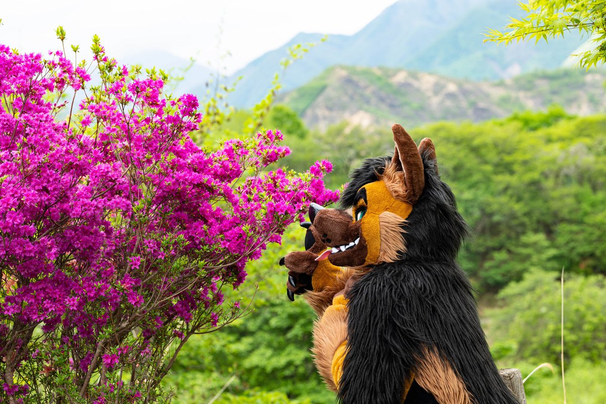 躑躅の花 #FursuitFriday #ZISstyle 📷 @Lacotot