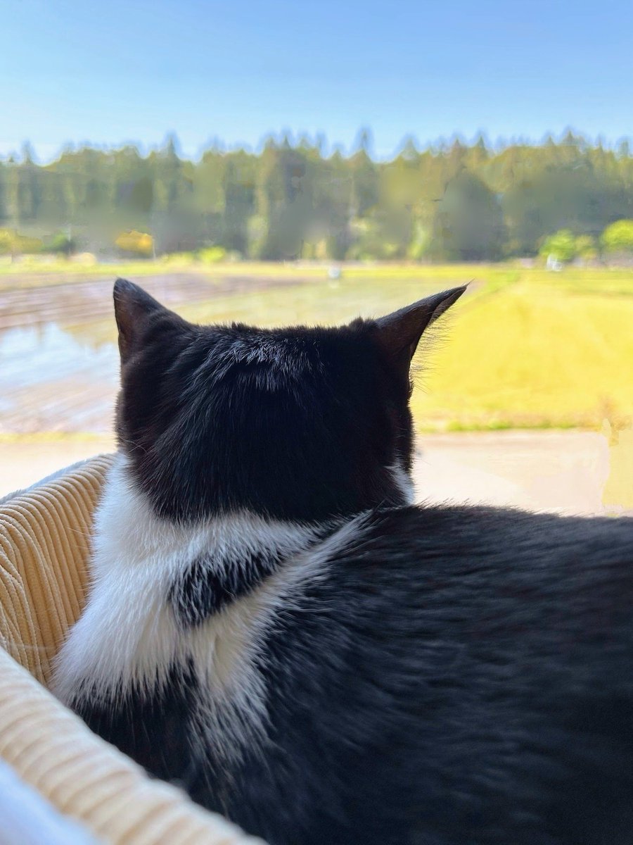 今日は田植え日和でしたにゃん✨
休日返上で作業の皆様お疲れにゃんでした😺
豊作を祈ります

#猫写真 #保護猫 #猫のいる幸せ #猫好きさんと繋がりたい