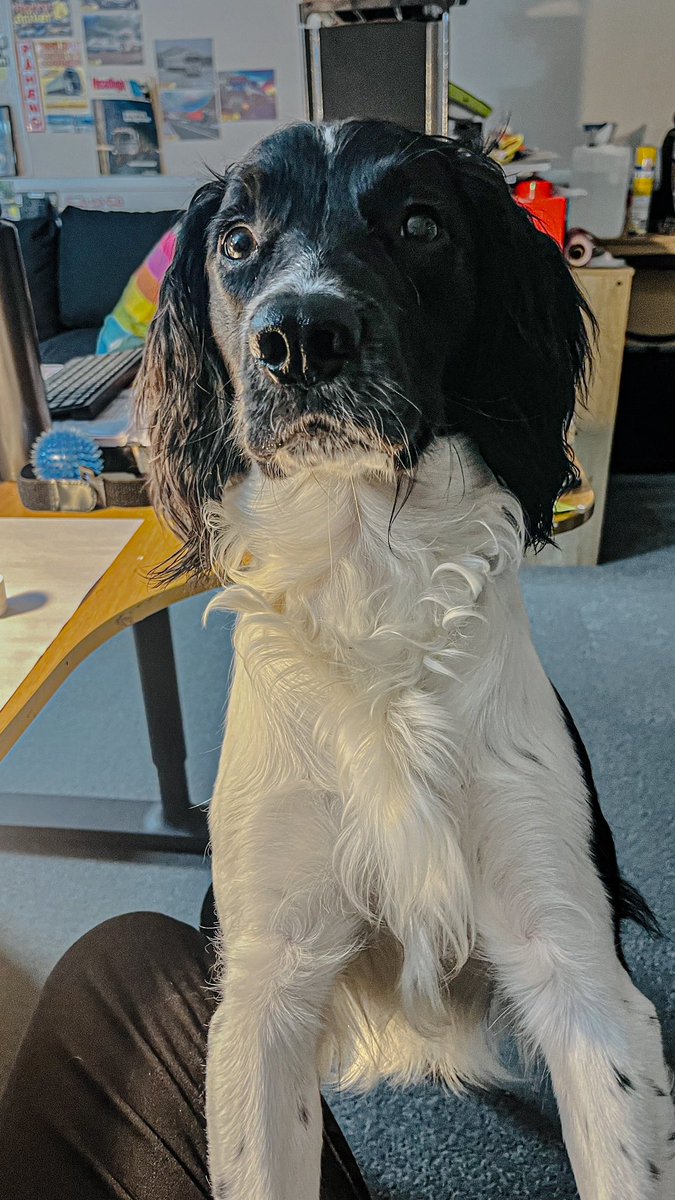 I’ve said before thing I love about spaniels is watching their appearance change as they get older. Not even a year old and Albert is looking so fancy!