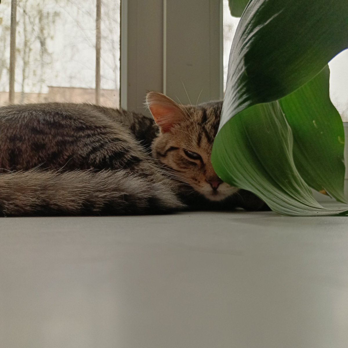 dalekseevnad's tweet photo. похвастаюсь своими котиками😺

ну скажите прекрасные 😁🥰 https://t.co/Nc7CnpC8da