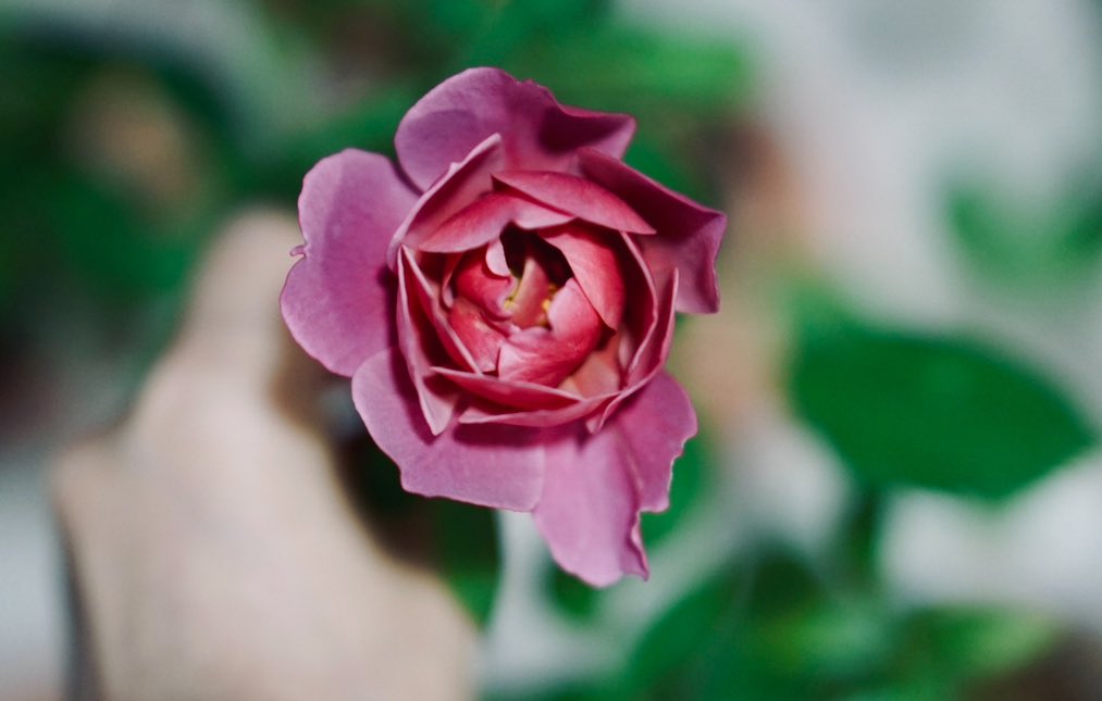 [리버스 식목일 이벤트]

제가 키우던 장미를 걸고 첫 이벤트 도전합니다
작지만 꽃대는 꾸준히 올려왔었어요 😆

우체국 착불로 보내며 상세는 타래로

참여: 알티+좋아요+식계, 팔로우여부 x
발표: 5/6 

사진은 순서대로 소라, 리틀우즈, 코랄링+올드로즈판타지, 아이오아이의 개화 사진이에요 🌹