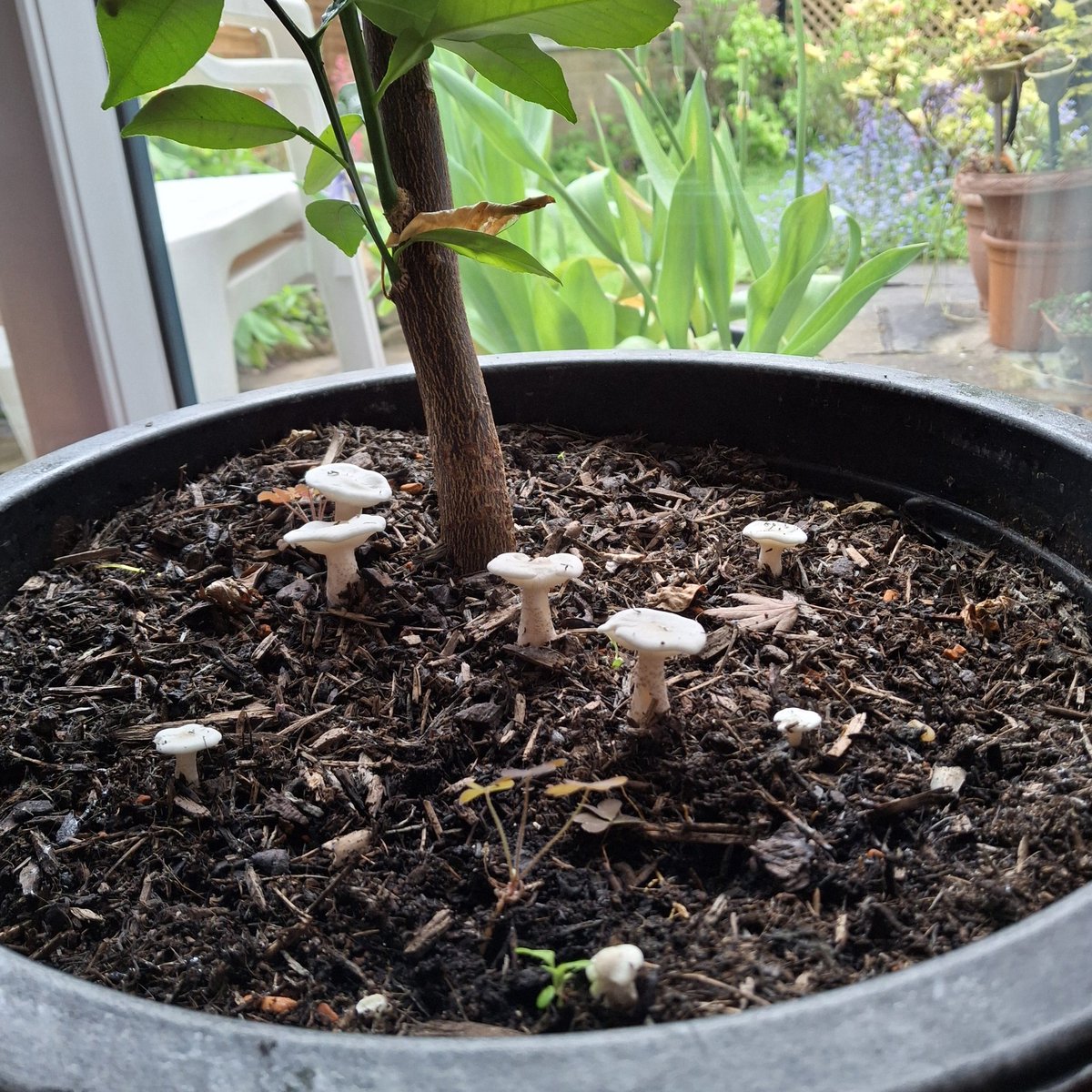 squaresteps's tweet image. Does anyone know what these toadstools are? They are growing in the compost (or the roots) of my potted lemon tree.