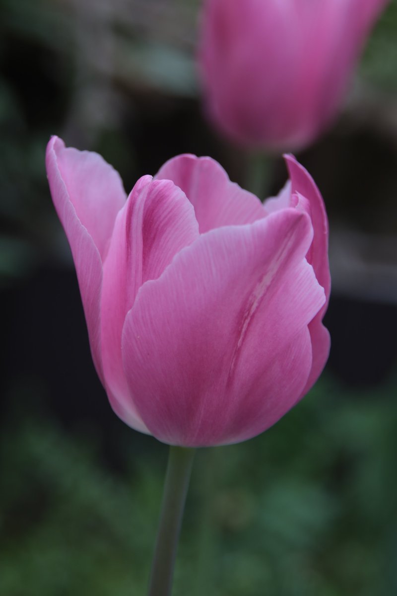 Tulip 🥰 #Photography #Flowers