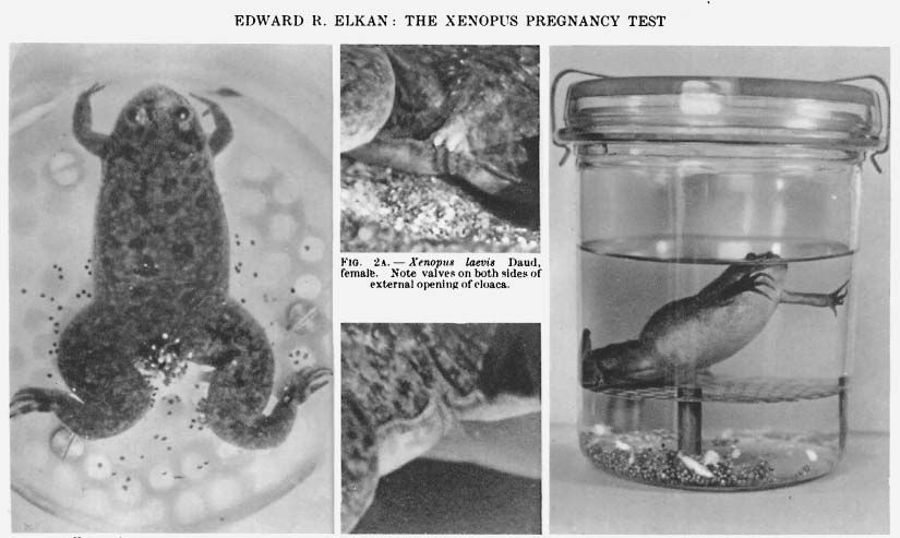 The frog test - injecting the urine of a pregnant woman into the African clawed frog causes an ovulation response. From the 1940s to 1960s, tens of thousands of frogs were injected with human urine and used as pregnancy tests in this way. Image credit: bit.ly/3G0eBqZ