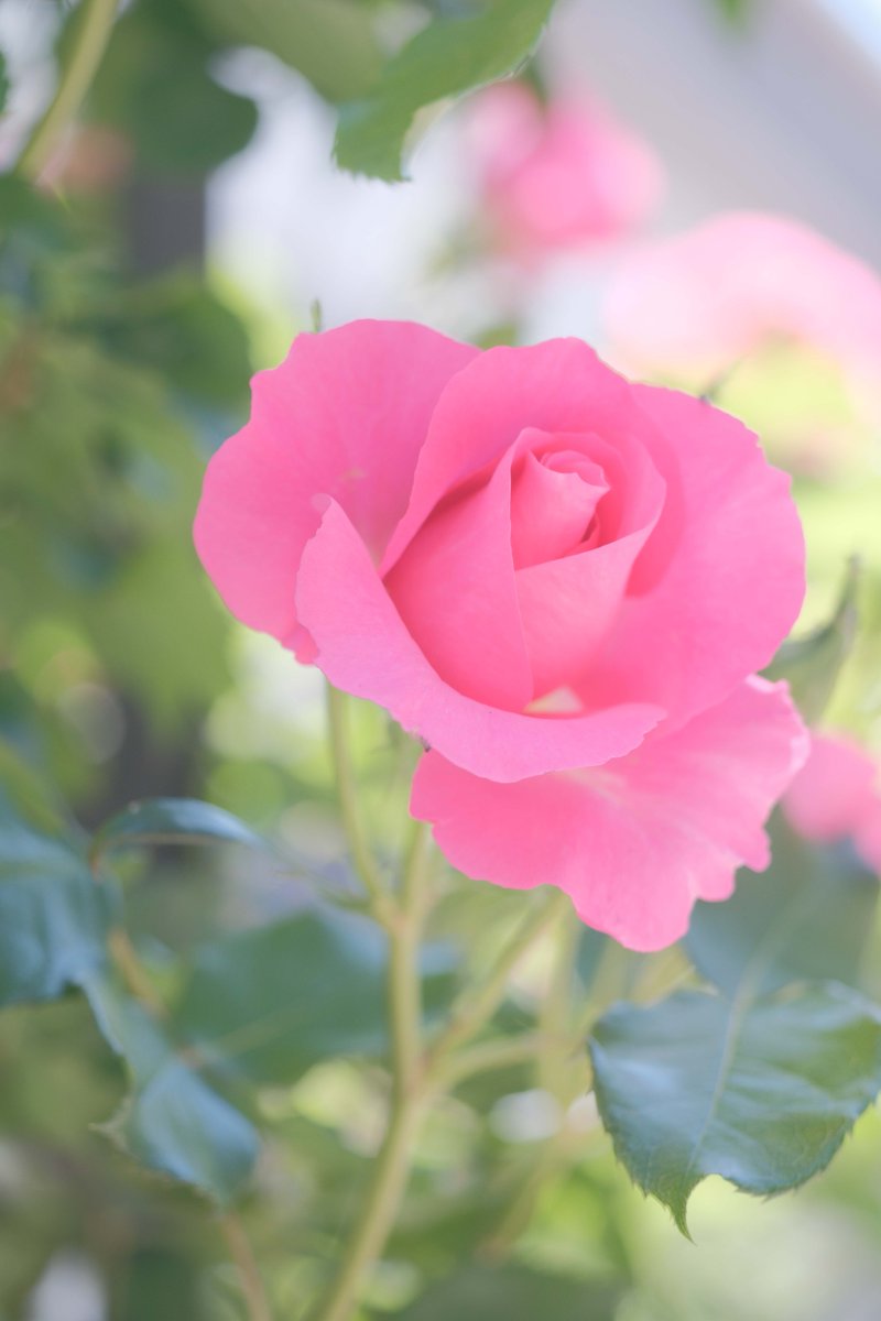 soft
#flower
#Rose 
#soft
#花
#薔薇
#花写真
#flowerphotography