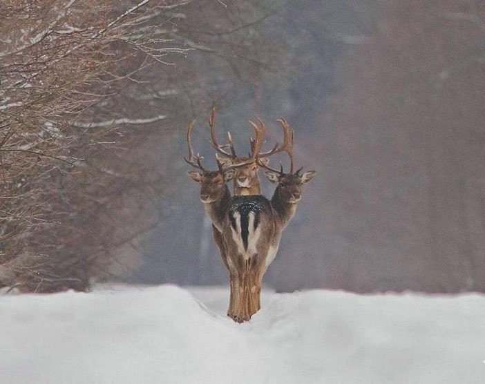 📸 Renatas Jakaitis, photographe lituanien 🇱🇹 suivait trois cerfs 🦌marchant sur la même piste tracée dans la neige. Au son de son appareil, tous les trois se sont retournés en même temps, ce qui a donné ce super cliché !