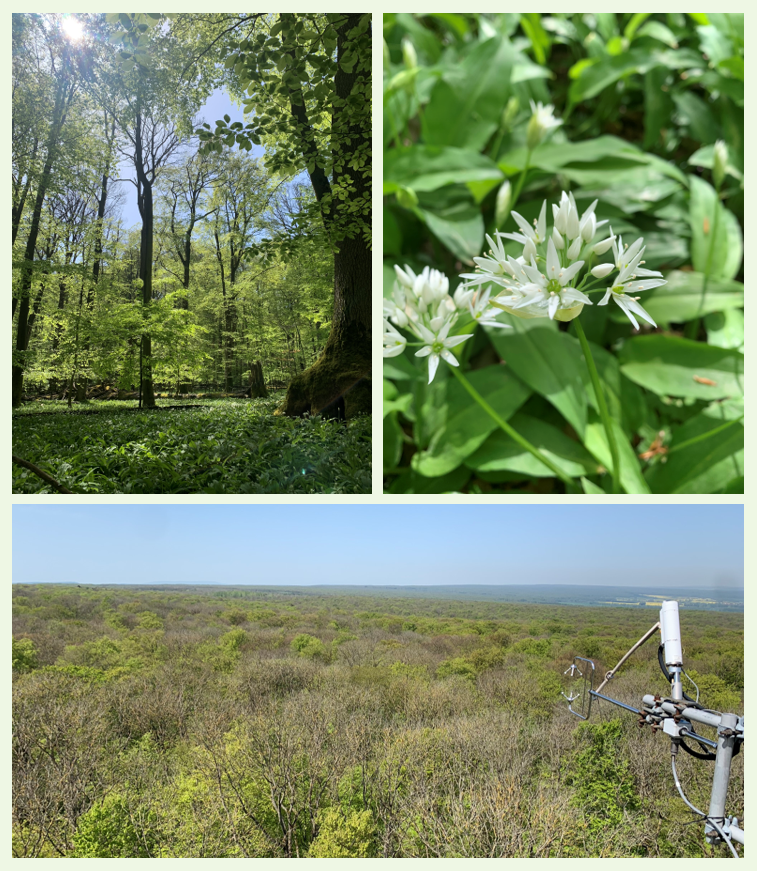Sunny and green greetings from the Hainich Forest  where we have been measuring carbon and water exchange and many  meteorological variables continuously for the past 25 years
icos-infrastruktur.de/icos-d/kompone…