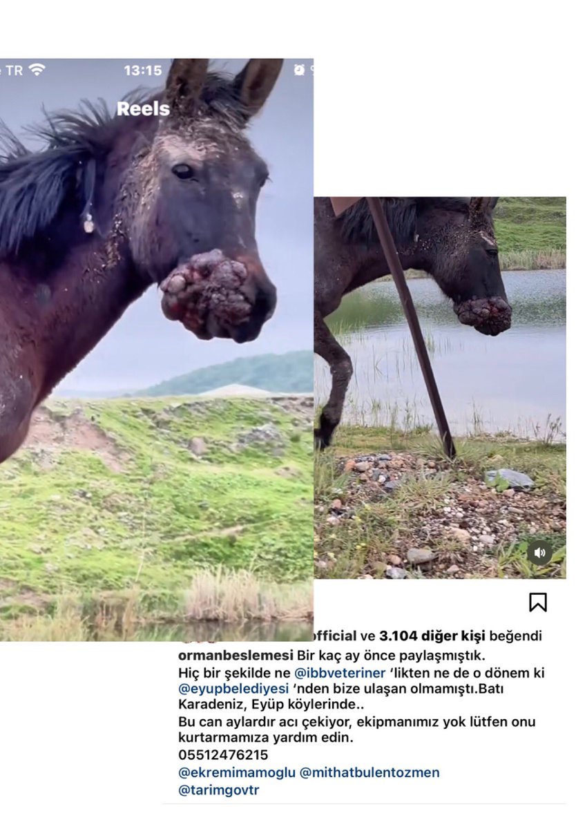 Srpulsy's tweet photo. Batı Karadeniz, Eyüp bölgelerinde aylardır bu at bu şekilde geziyormuş…
Yavaş yavaş ölecek, lütfen tedavisi için yetkililere ulaşmamız konusunda destek verin🙏
@zekikayahan 
@ormanbeslemesi2 

@istanbulbld 
@IBBcozummerkezi 
@ekrem_imamoglu 
@eyupbelediyesi 
@Dr_MBulentOzmen https://t.co/ytYl9VWqXP